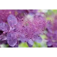 Cotinus coggygria Royal Purple - Perückenstrauch - Bäume, Sträucher & Hecken - Wunderschöner, buschiger Rauchbusch mit purpurfarbenen Blüten, ideal für sonnige, windgeschützte Standorte.