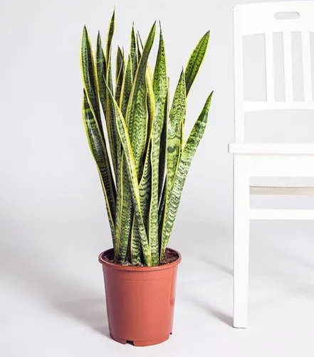 Exotenherz Sansevieria laurentii