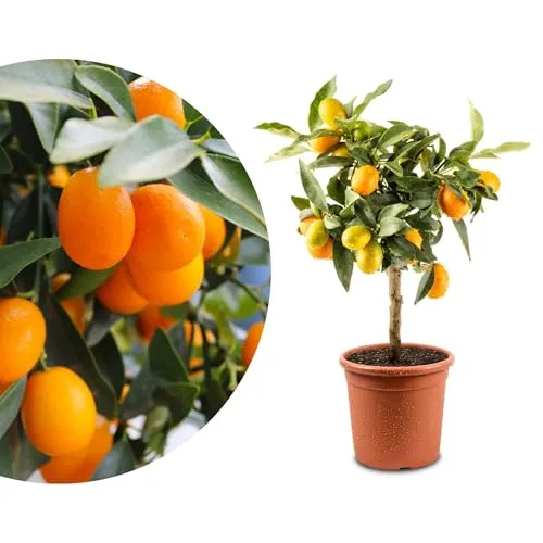 Bäume von Meine Orangerie