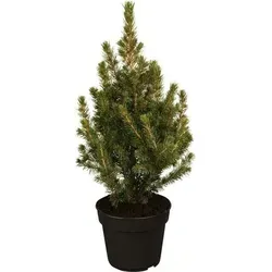 Zuckerhut-Fichte 'Conica' Picea glauca 'Conica' 1L 15-20 - Katzenstreu aus Zuckerhut-Fichte, ideal als dekorativer Solitär mit dichten, hellgrünen Nadeln und frosthart bis -31°C.