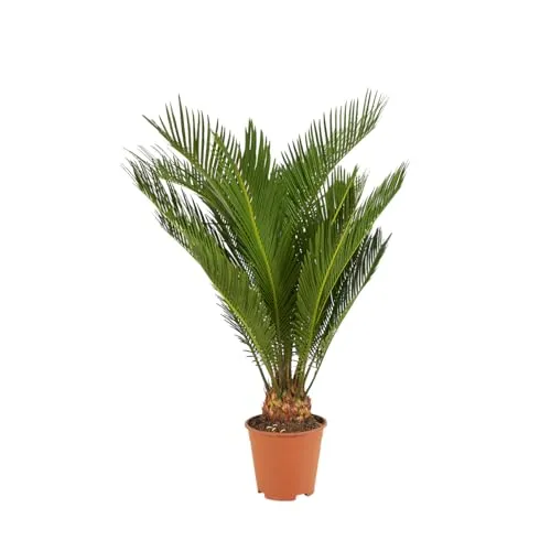 Bloomique Cycas Revoluta