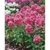 Phlox Paniculata Dorffreude Flammenblume Ca. 11x11 cm Topf