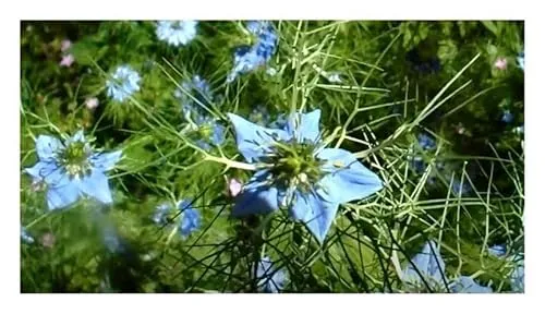 Stk - 30x Jungfer im grünen Miss Jekyll Blue Nigella damascena Pflanzen - Samen KS49 - Seeds & Plants Shop by Ipsa