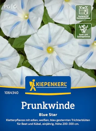 Kiepenkerl Prunkwindensamen Blue Star 1064340 - einjährige Kletterpflanze mit edlen, weißen, blau gesternten Trichterblüten - Pflanzen, Blumensamen, Saatgut