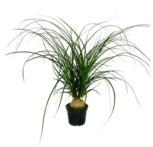 Exotenherz Zimmerpflanze Kleiner Elefantenfuss Beaucarnea recurvata Nolina 12cm Topf