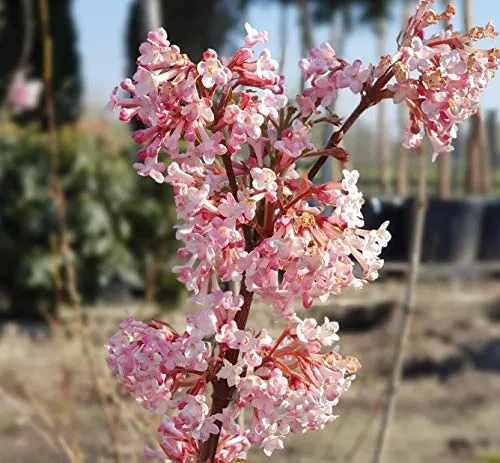 Duftender Winterschneeball, Viburnum bodnantense `Dawn´, ca.80-100cm, im Topf