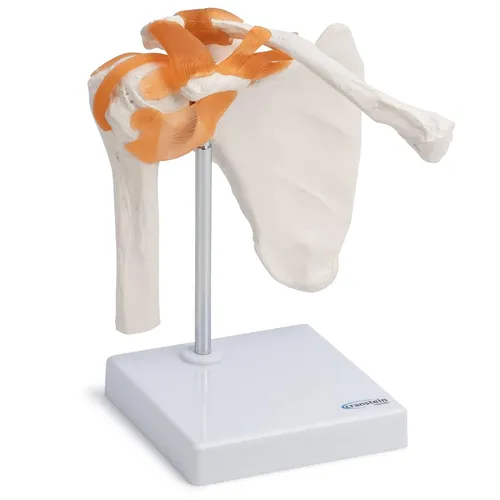Schultergelenk Anatomie Modell lebensgroß mit Bändern - Wissenschaftsset: Hochwertiges anatomisches Modell aus PVC, ideal für Lehrzwecke. Detaillierte Darstellung des Schultergelenks mit Bändern auf stabilem Stativ.