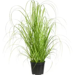 Gasper Kunstpflanze Grasbusch 40 cm im Kunststofftopf von Modern Living