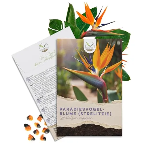 Strelitzie Samen (Strelitzia reginae, 4 Korn)