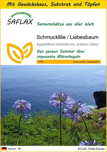 SAFLAX Blumensamen SAFLAX - Anzuchtset - Schmucklilie / Liebesbaum