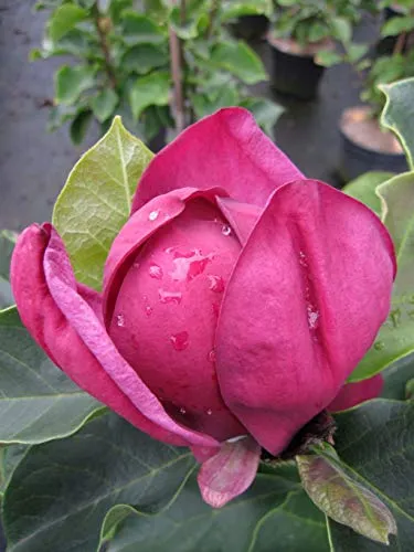 Magnolie Genie ® - Magnolia x soulangiana - Tulpenbaum - Blütengehölz - duftend - 100-125cm