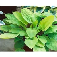 Hosta x cult. 'Fire Island' - Leuchtende Funkie für Schattenbereiche - Blumen & Stauden - Die Hosta 'Fire Island' begeistert mit leuchtend gelben Blättern, ist winterhart bis -30 °C und pflegeleicht. Ideal für schattige Gärten und Schattenbeete.