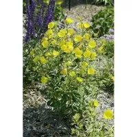 Oenothera Tetragona Schmalblättrige Nachtkerze Ca. 9x9 cm Topf
