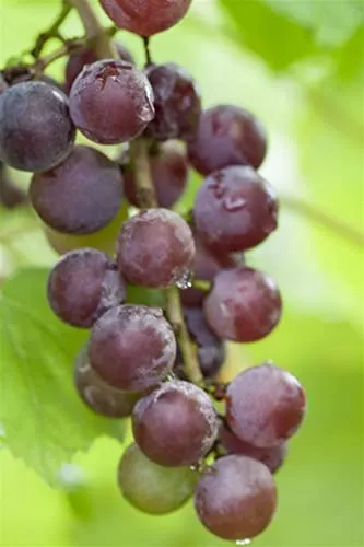 Vitis vinifera 'Suffok Red' – Winterharte Weinrebe für Pergola & Rankhilfe - Obstsamen & -pflanzen: Mehrjährige, pflegeleichte Kletterpflanze mit roten, süßen Tafeltrauben. Ideal für sonnige Standorte und als dekorativer Sichtschutz.