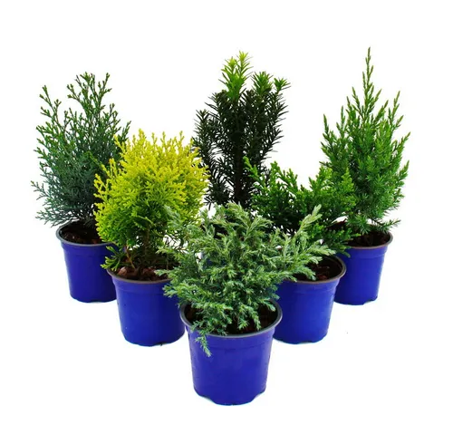 Zwerg-Koniferen-Set mit 6 Pflanzen - kleine Nadelgehölze im 10,5cm Topf, ideal für Beet, Balkon und Heckenbildung