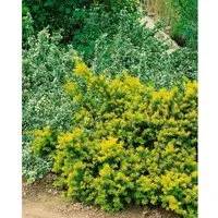 Pflanzen für Dich Konifere Taxus baccata Washingtonii - Ziergehölz mit leuchtend gelbgrünen Neuaustrieben, schnittverträglich und ideal für formale Pflanzungen oder als Hecke im Garten.