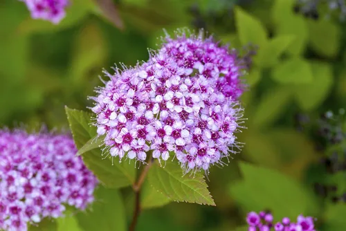 Pflanzen für Dich Gehölze Spiraea japonica 'Froebelii'