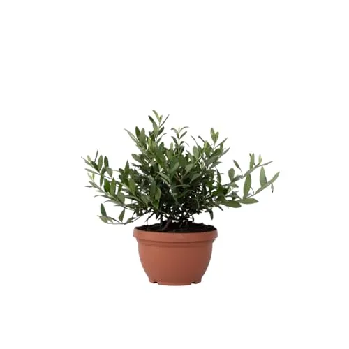 Plant in a Box - Olea Europaea - Echte Bonsai Olivenbaum - Baumsamen & -pflanzen: Mediterraner Flair mit einem immergrünen Olivenbaum, der echte Oliven trägt und winterhart ist – ideal für Garten, Balkon oder Terrasse.