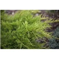 Konifere Juniperus media Gold Coast - Gold-Wacholder, kompakt und immergrün - Ziergehölze: Der Goldküsten-Wacholder beeindruckt mit goldgelbem, schuppenförmigem Laub und ist ideal für sonnige Standorte. Pflegeleicht und robust, sorgt er ganzjährig für farbenfrohe Akzente im Garten.