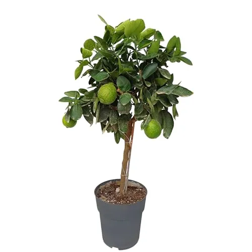 Sunny Tree - Limettenbaum - 3 Jahre alt - Citrus Latifolia - Zitruspflanze - Obst - 90 zentimeter - A+ Ware