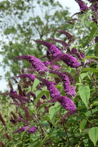 Buddleja 'African Queen' 60-100 cm von PlantaPro