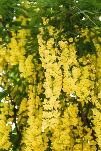 Laburnum watereri 'Vossii', Goldregen mit goldgelben Blüten