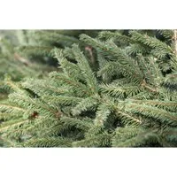 Picea Abies Nidiformis Nestfichte Kompakt 20–30 cm