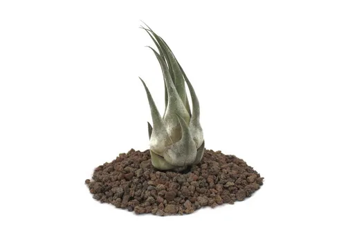 Exotenherz Zimmerpflanze Tillandsia seleriana - lose Pflanze - klein