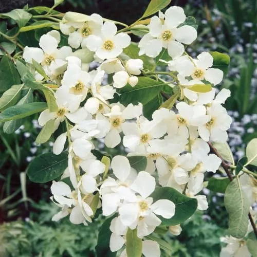 Exochorda Racemosa Perlmuttstrauch 40-60 cm