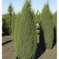 Irischer Säulenwacholder 40-50cm - Juniperus communis