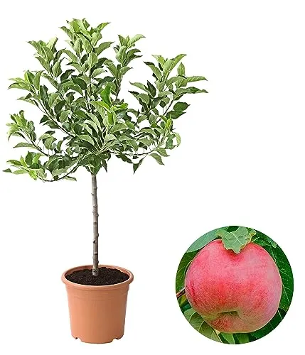 Dehner Zwergapfel Galina, Malus sylvestris, 80-90 cm in rot von DEHN