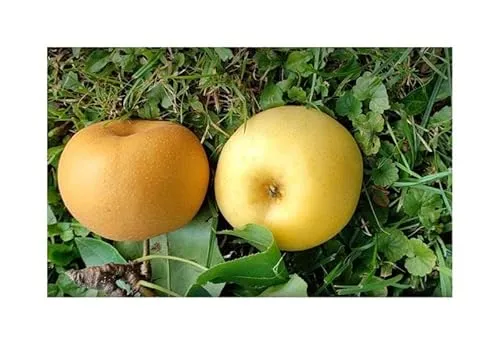 Stk - 3x Pyrus pyrifolia Nashi Apfel Birne Kumoi frucht Garten Pflanzen - Samen A442 - Seeds & Plants Shop by Ipsa