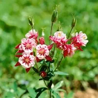 Aquilegia vulgaris 'Winky Rot-Weiß' - Zweifarbige Akelei im Topf - Die elegante Akelei 'Winky Rot-Weiß' begeistert mit kompaktem Wuchs und strahlenden Blüten in Rot und Weiß. Ideal für Beete, Vorgärten oder Kübel auf Terrasse und Balkon.
