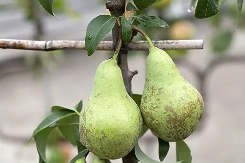 Pyrus communis 'Zwergbirne' 60 cm - Kompakte Zwergbirne für kleine Gärten - Obstsamen & -pflanzen: Pflegeleichte Zwergbirne mit süßen Früchten, ideal für Kübel und kleine Gärten. Winterhart bis -20 °C, perfekt für kalte Klimazonen.