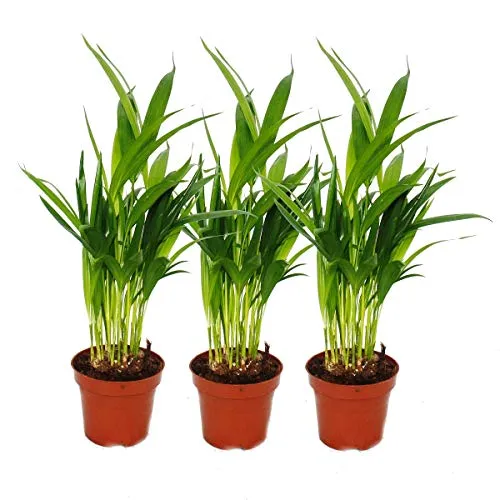 Exotenherz - 3er Set Goldfruchtpalme - Dypsis lutescens (Areca), 12cm