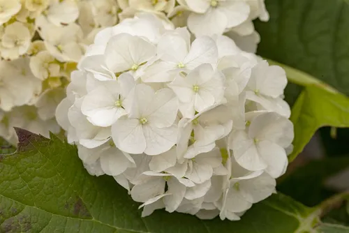 Eichenblatthortensie 'Harmony' - Hydrangea quercifolia - Wunderschöne Eichenblatthortensie mit weißen Blüten, ideal für halbschattige Standorte. Hochwachsende Pflanze, perfekt für Gärten oder Terrassen.