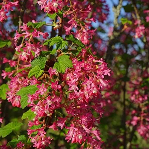 Zierjohannisbeere King Edward VII