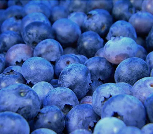 Dehner Heidelbeere Reka® - Ertragreicher Beerenstrauch - Mittelgroße, dunkelblaue Beeren, 40-60 cm hoch im 2 l Topf. Ideal für halbschattige Standorte. Erntezeit: Juli und August. Perfekt für frische Snacks und Desserts.