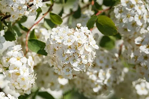 Spiraea betulifolia 20-30 cm – Winterhart, Mehrjährig, Pflegeleicht – Birkenblättrige Spiere – Zierstrauch für Beet & Rabatte