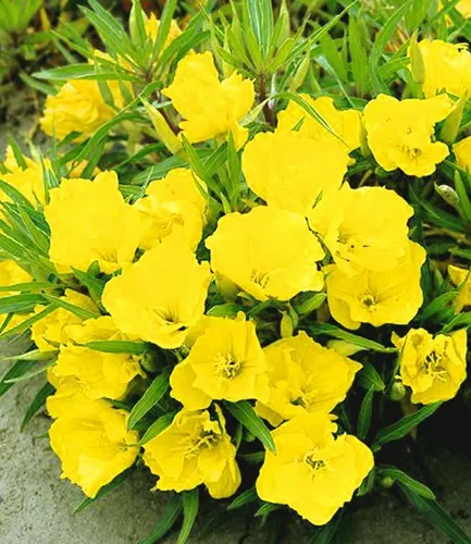 BALDUR Garten Nachtkerze Oenothera macrocarpa - Wunderschöne, winterharte Blütenstaude im 9x9 cm-Topf. Ideal für sonnige bis halbschattige Standorte, pflegeleicht und mehrjährig. Bienen- und schmetterlingsfreundlich, blüht von Juni bis September.