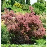 Perückenstrauch Red Spirit 40-60cm - Cotinus coggygria