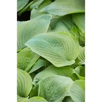 Hosta Plantaginea Guacamole Duftende Funkie Ca. 11x11 cm Topf