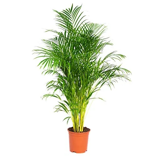 Bloomique - Dypsis Lutescens - Goldfruchtpalme - Areca Palme - Zimmerpflanzen Groß - Pflegeleicht - Haustierfreundlich - Höhe 130-150 cm - Topf 24 cm