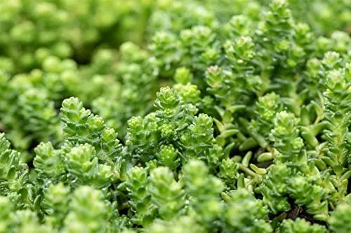 Sedum acre - Scharfer Mauerpfeffer, gelb im 9x9 cm Topf - Robuste Polsterstaude für sonnige Standorte. Ideal als pflegeleichter Bodendecker mit leuchtend gelben Blüten von Mai bis Juli. Perfekt für Steingärten und Dachbegrünungen.