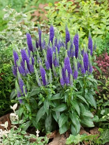 Veronica spicata 'Ulster Dwarf Blue' ca. 9x9 cm Topf