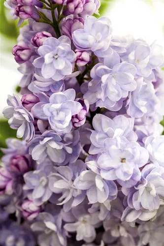 Flieder 'Michel Buchner' - Syringa vulg. Michel Buchner - Ziergehölz mit dichten, duftenden Blütenrispen in zart violettrosa, ideal als Solitär oder in Gruppenpflanzung. Wächst robust bis 4m und verleiht jedem Garten Eleganz.