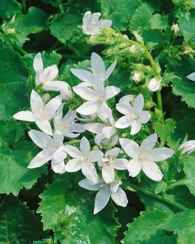 Campanula poscharskyana 'E.H. Frost' 9cm Topf – Winterhart, Mehrjährig, Pflegeleicht – Polster-Glockenblume – Bodendecker für Steingarten & Beet