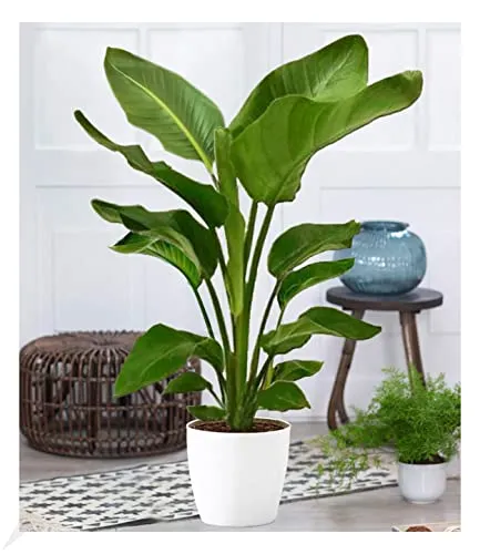 BALDUR Garten Baumstrelitzie Nicolai von BALDUR-Garten