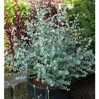 Produktbild Winterharter Eukalyptus Azura 40-60cm