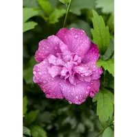 Hibiscus Syriacus Gartenhibiskus Magenta Chiffon 60-80 cm - Blühende Zimmerpflanzen, winterhart und pflegeleicht mit großen, gefüllten magentafarbenen Blüten, ideal für Kübel und Rabatten.